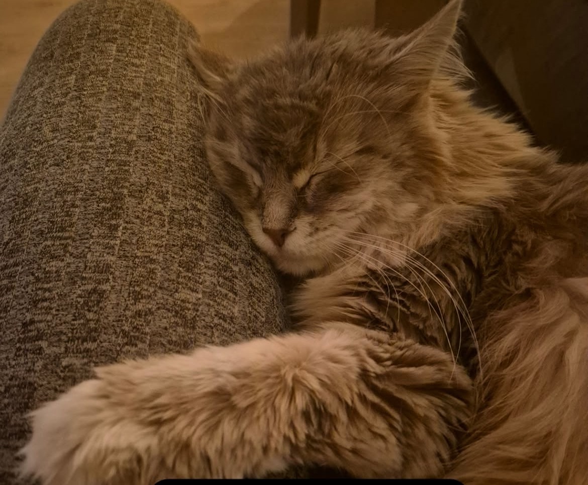 Sibirisk katt Utopia